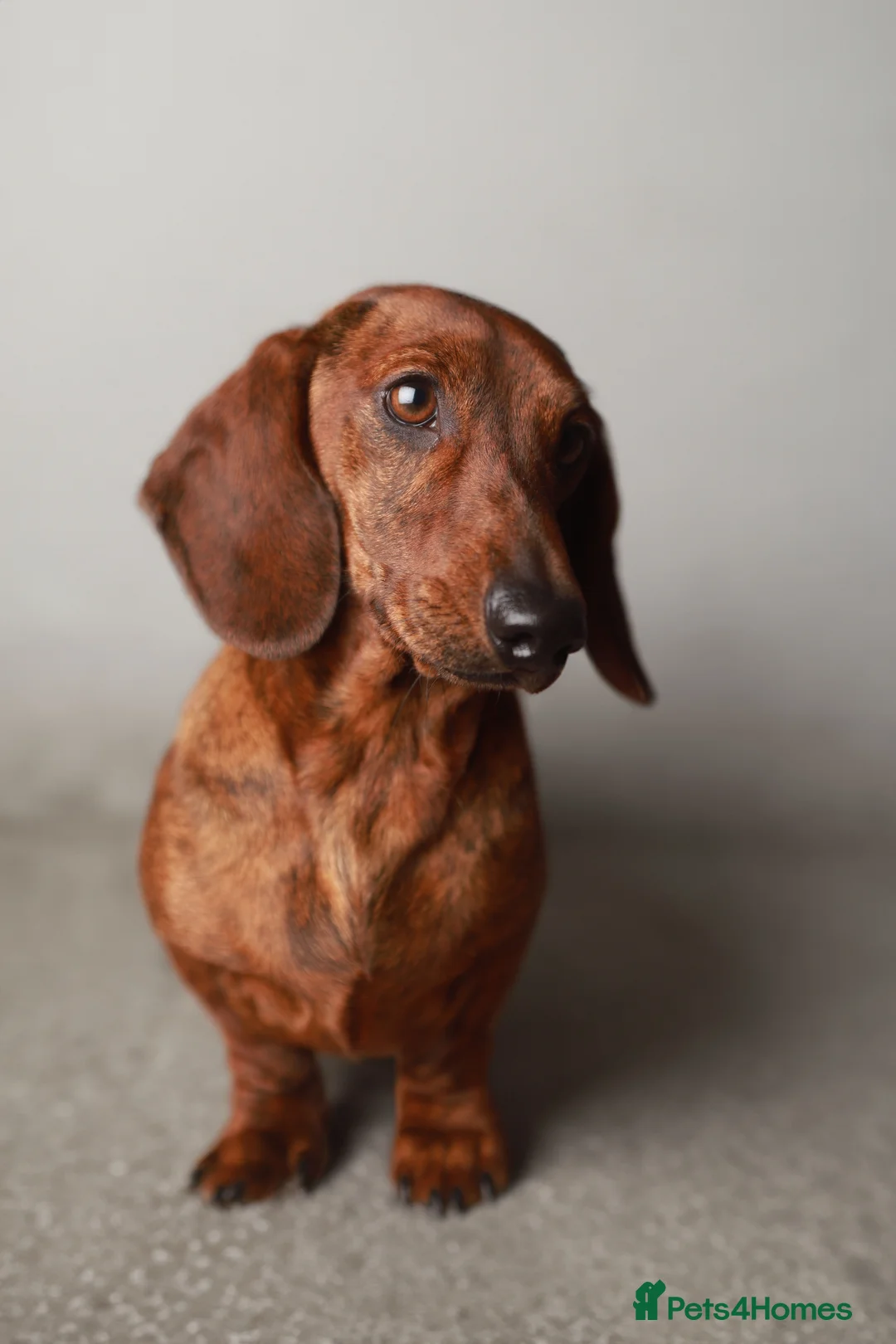 Dachshund dogs for stud: Miniature Smooth Dachshund Brindle KC reg in Nottingham - Advert 13