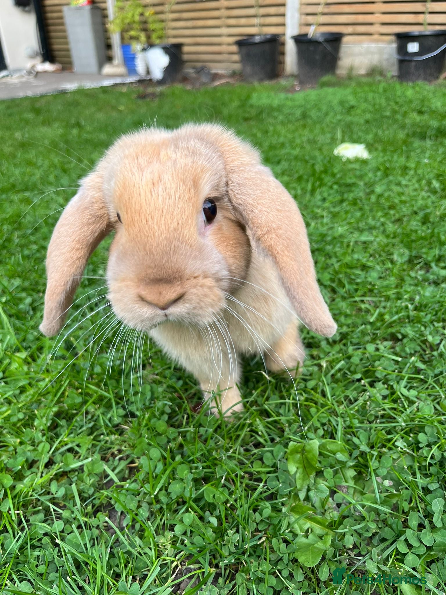 Mixed Breed rabbits Free rabbits to good home  - Advert 14