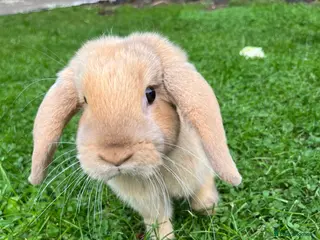 Mixed Breed rabbits Free rabbits to good home - Advert 6