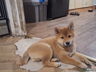 Japanese Shiba Inu dogs Puppy Shiba inu female - Advert 2