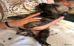 Irish Wolfhound dogs for sale: Stunning litter of Irish Wolfhound puppies - Image 6