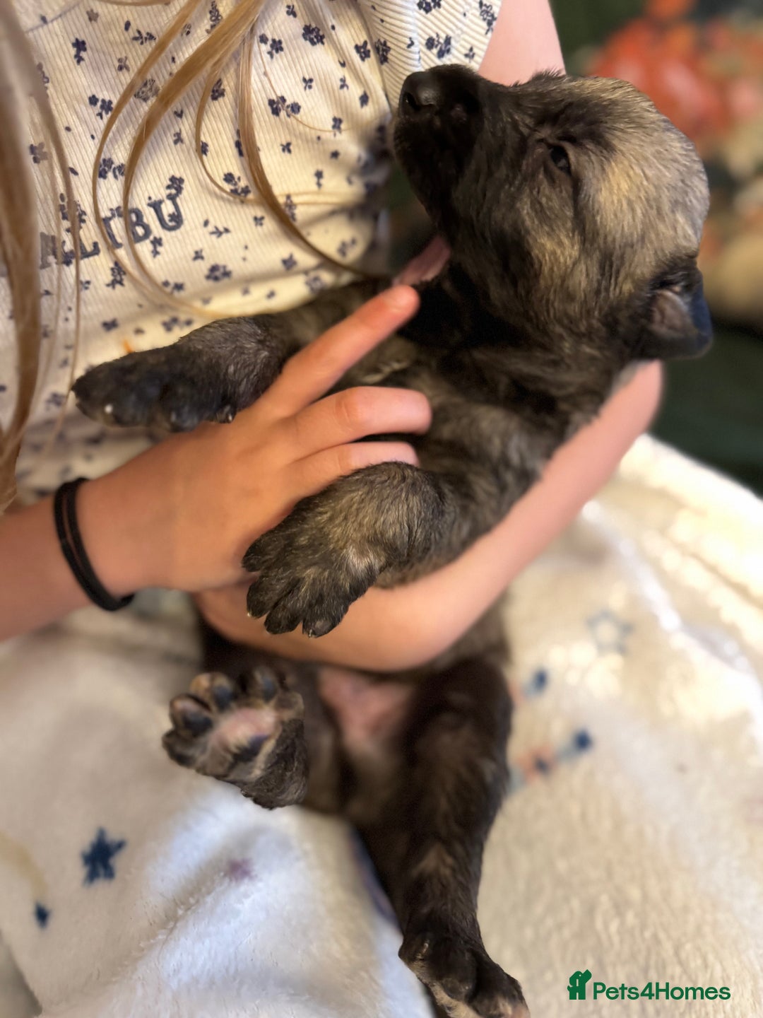Irish Wolfhound dogs for sale: Stunning litter of Irish Wolfhound puppies - Image 6