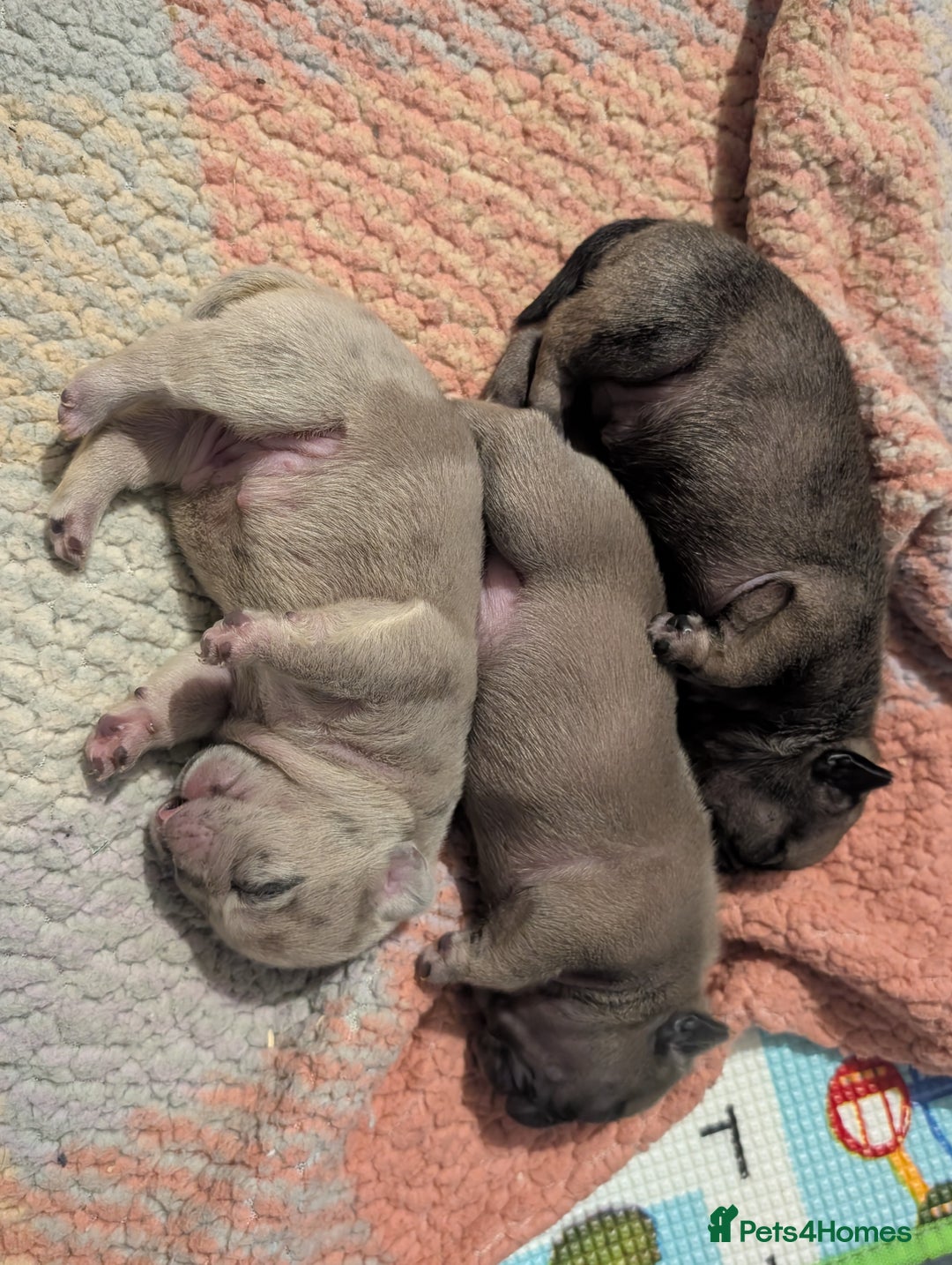 Frug dogs for sale: Beautiful litter of frugs  - Advert 1