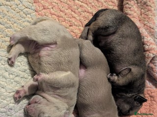 Frug dogs Beautiful litter of frugs - Advert 2