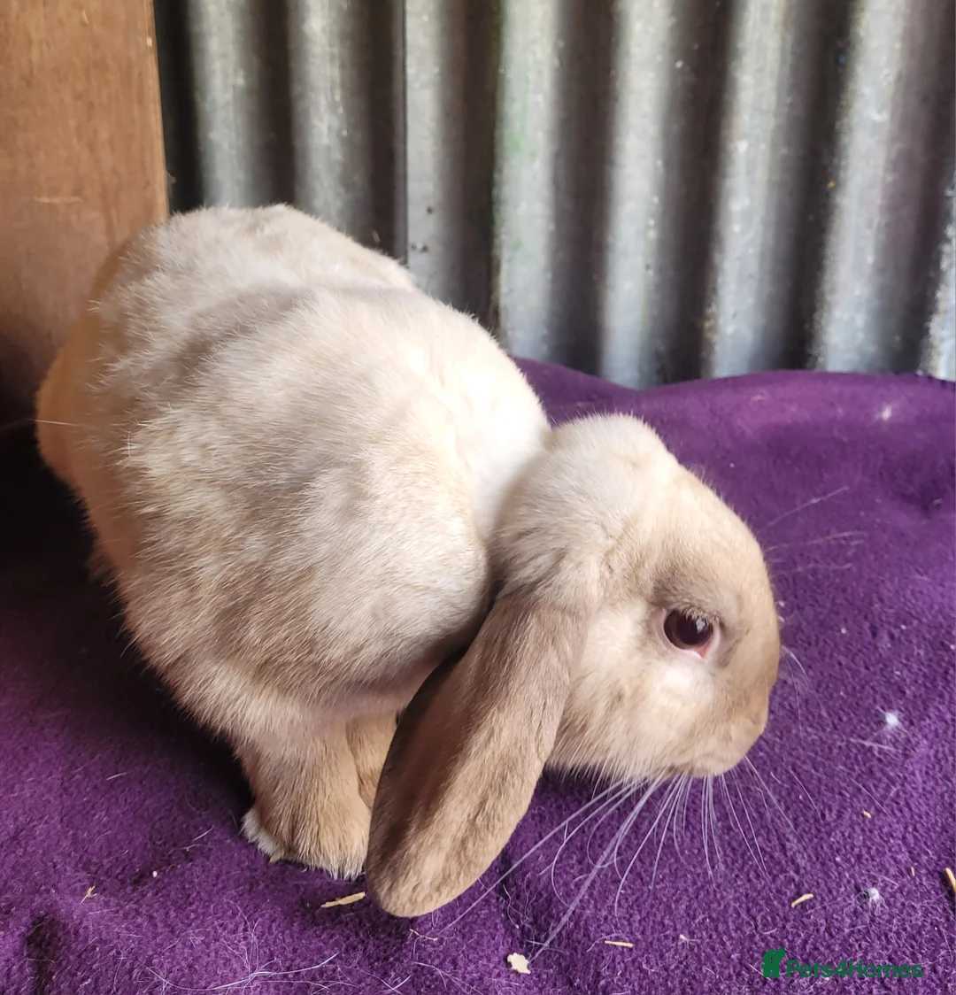 Mixed Breed rabbits for sale: 'Houdini' Belgian Hare x Lop - Advert 4