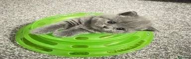 British Shorthair Kitten 1