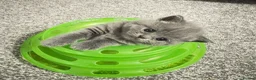 British Shorthair cats for sale: British Shorthair Kittens Available - Advert 4