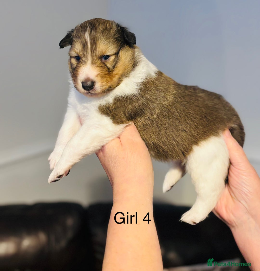 Shetland Sheepdog dogs for sale: Beautiful Shetland sheepdog puppies  - Advert 1