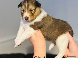 Shetland Sheepdog dogs Beautiful Shetland sheepdog puppies - Advert 1