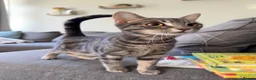 Mixed Breed cats for sale: Two girl kittens for rehoming  - Advert 5