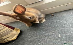 Dwarf Lop rabbits for sale: Bunnies for sale  - Image 2