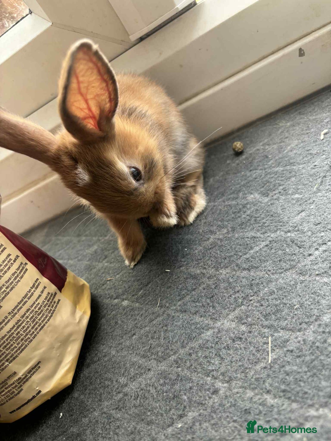 Dwarf Lop rabbits for sale: Bunnies for sale  - Image 2
