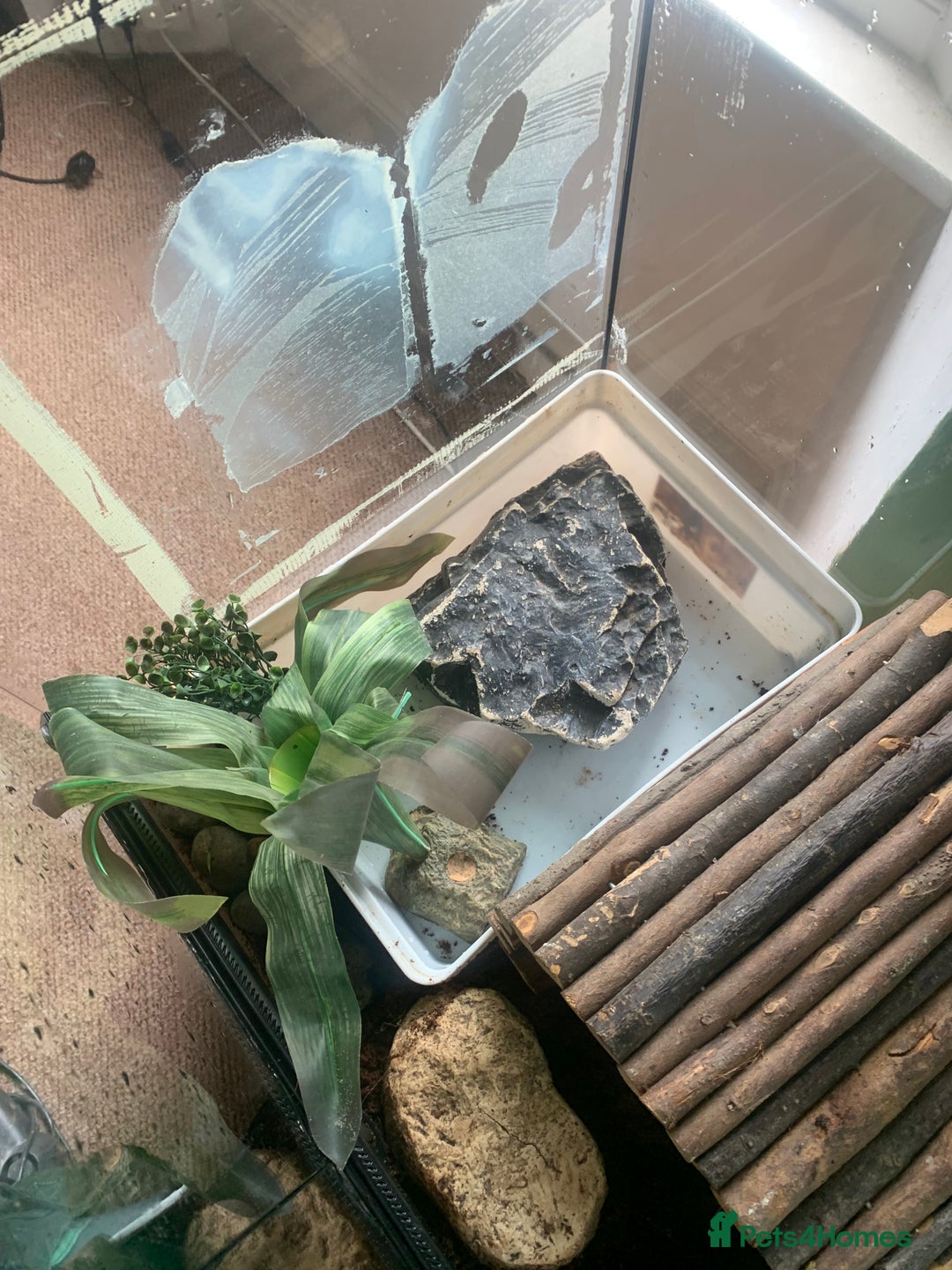 Frog reptiles for sale: Bull frog - Image 4
