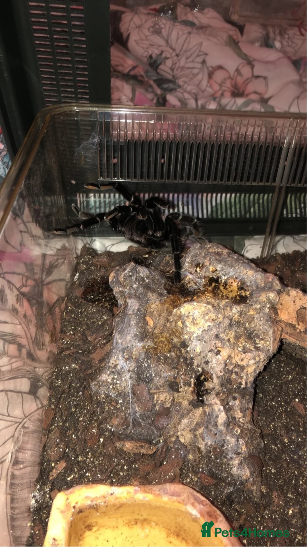 Tarantulas invertebrates for sale: Taratula bundle for Sale in Dudley - Advert 2