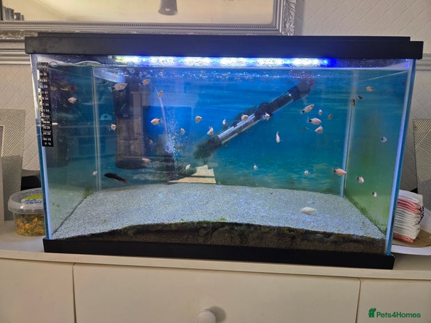 Live Bearers fish - Advert 5