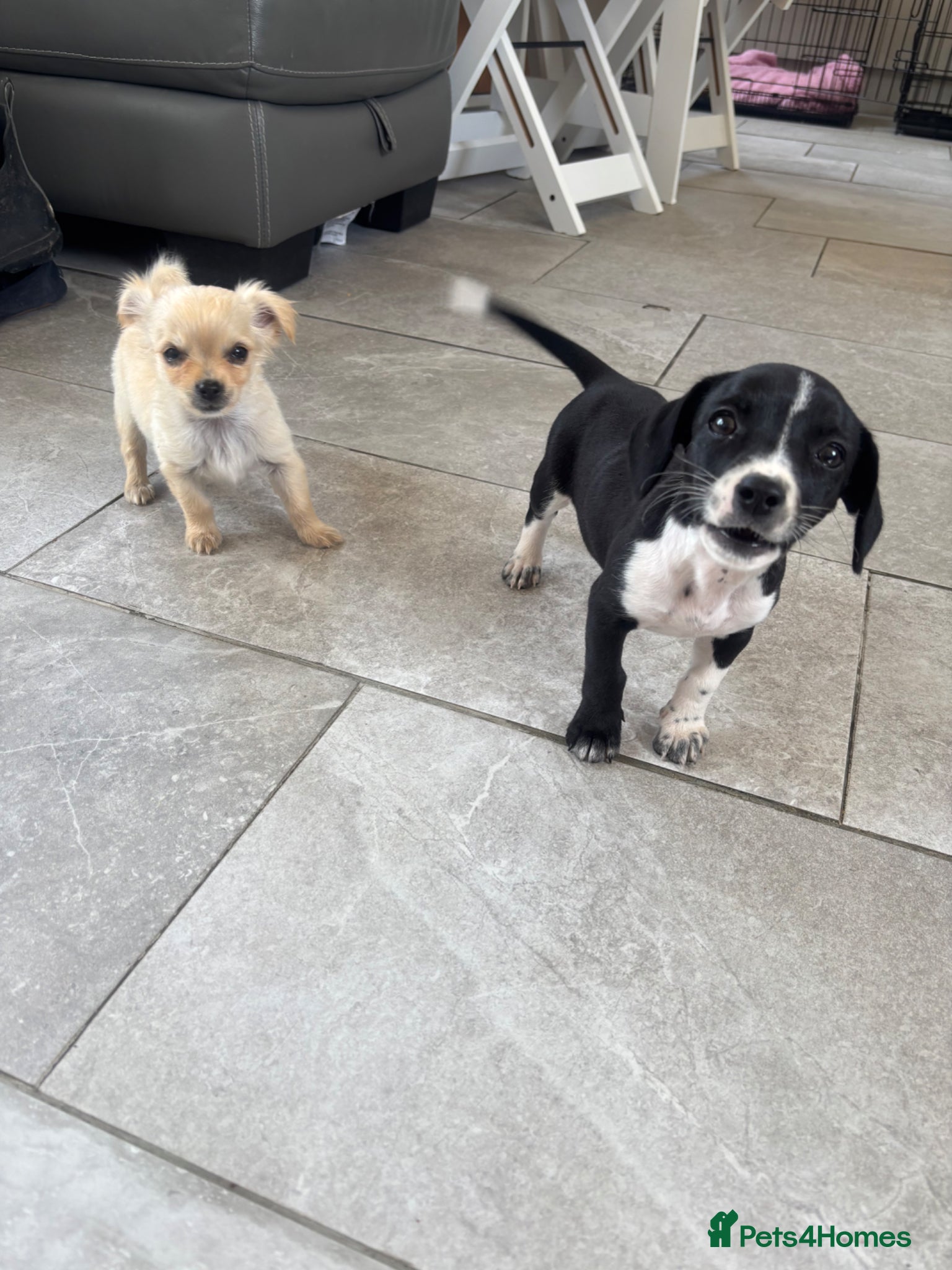 Mixed Breed dogs CHIHUAHUA PUPS AVAILABLE READY TODAY ! - Advert 13