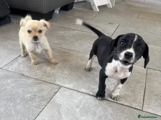 Mixed Breed dogs CHIHUAHUA PUPS AVAILABLE READY TODAY ! - Advert 13