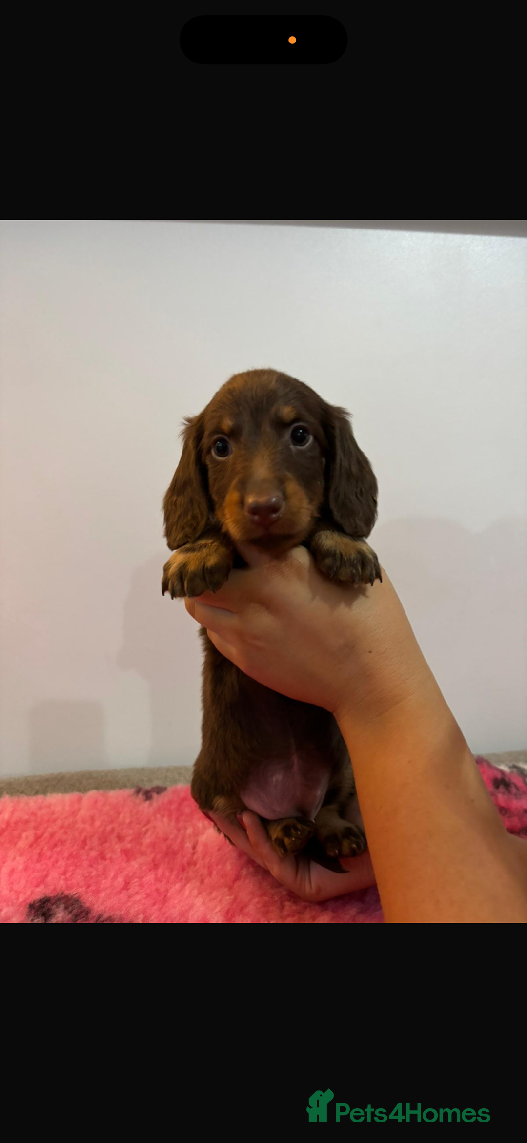 Miniature Dachshund dogs for sale: Kc registered miniature dachshunds - Advert 8