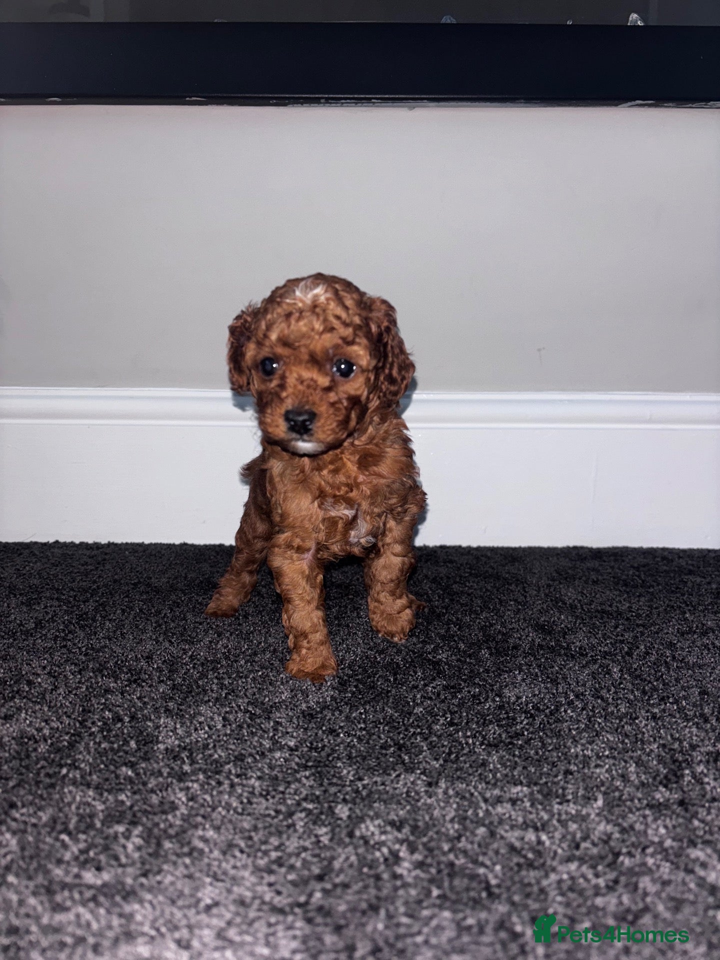 Cockapoo dogs ** LAST GIRL **❤️TOY DEEP RED COCKAPOOS❤️ - Advert 9