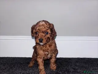 Cockapoo dogs ** LAST GIRL **❤️TOY DEEP RED COCKAPOOS❤️ - Advert 9