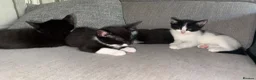 Mixed Breed cats for sale: 4 beautiful kittens born on mothers day in Basingstoke - Advert 14