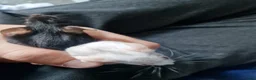 Mouse rodents for sale: 2 mice, one black, one white. 6m old - Advert 5