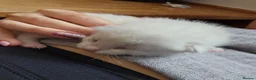 Ragdoll cats for sale: 4 sweet scottish dolls - Advert 7
