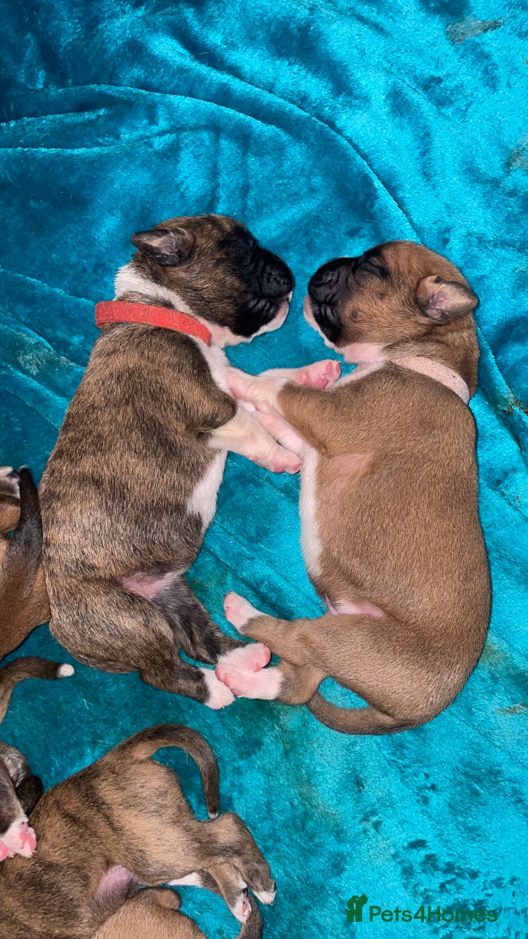 Boxer dogs for sale: A Second Chance for a Gentle Boxer - Advert 6