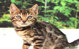 Bengal cats for sale: CUTE SNOW & BROWN BENGAL KITTENS (TICA REG) - Image 9