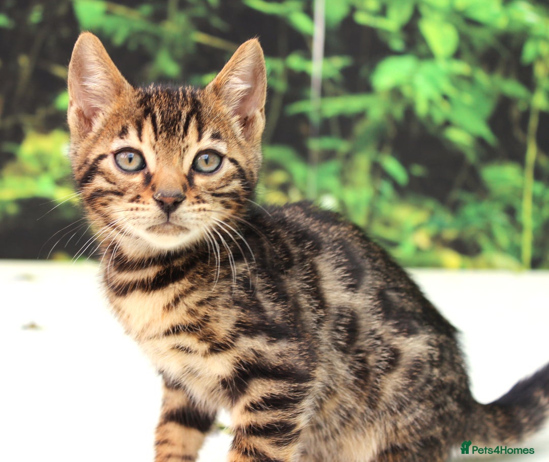 Bengal cats for sale: CUTE SNOW & BROWN BENGAL KITTENS (TICA REG) - Image 9