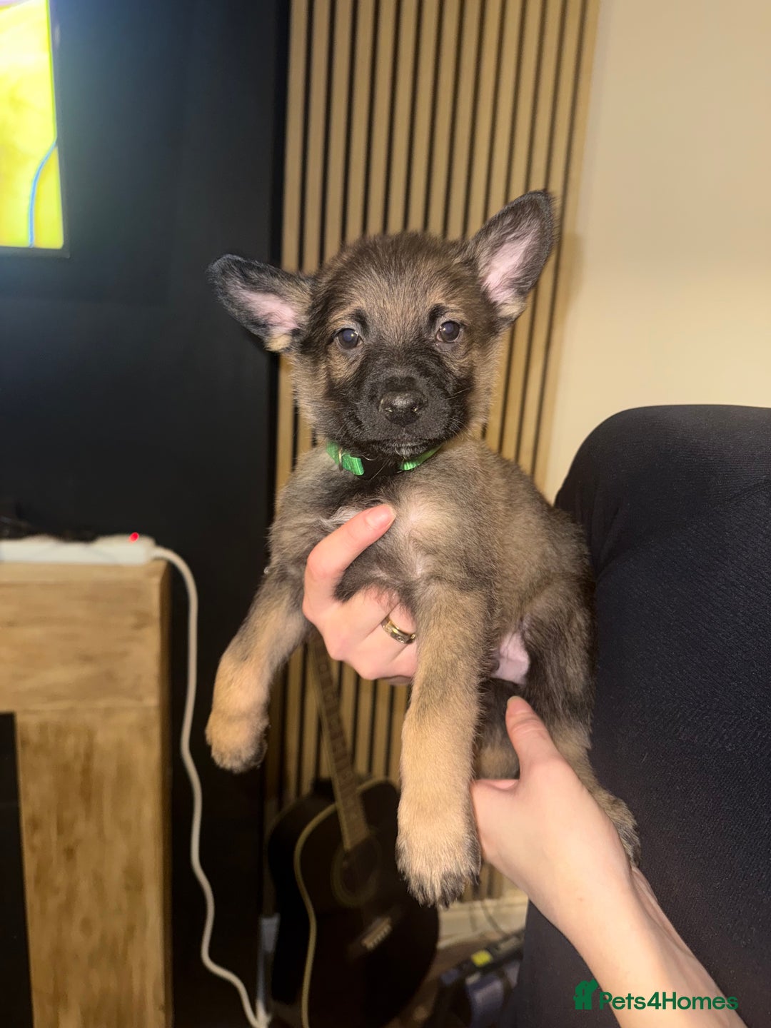 Belgian Shepherd Dog dogs for sale: Pure Belgian Malinois Puppies - Advert 14