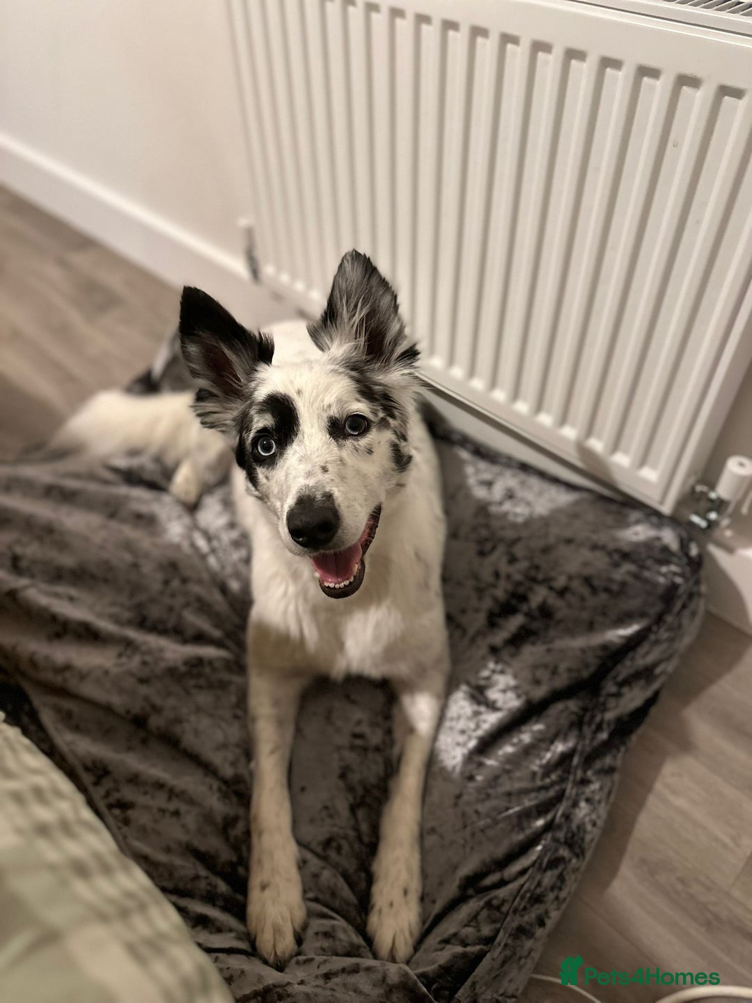 Border Collie dogs for sale: Patch - Image 2