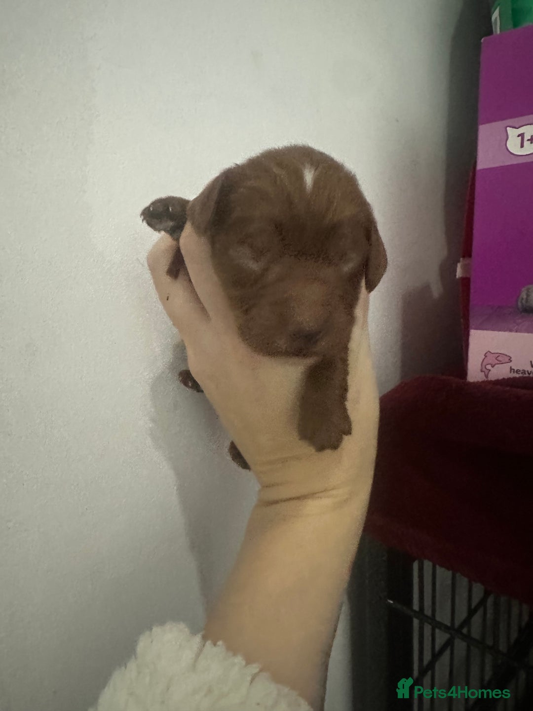 Cockapoo dogs for sale: Kc dna health clear parents champion bloodline  - Advert 3