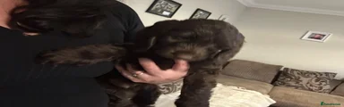 Cockapoo 2