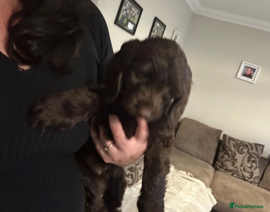 Cockapoo dogs for sale: F2 cockapoo puppies - Advert 2