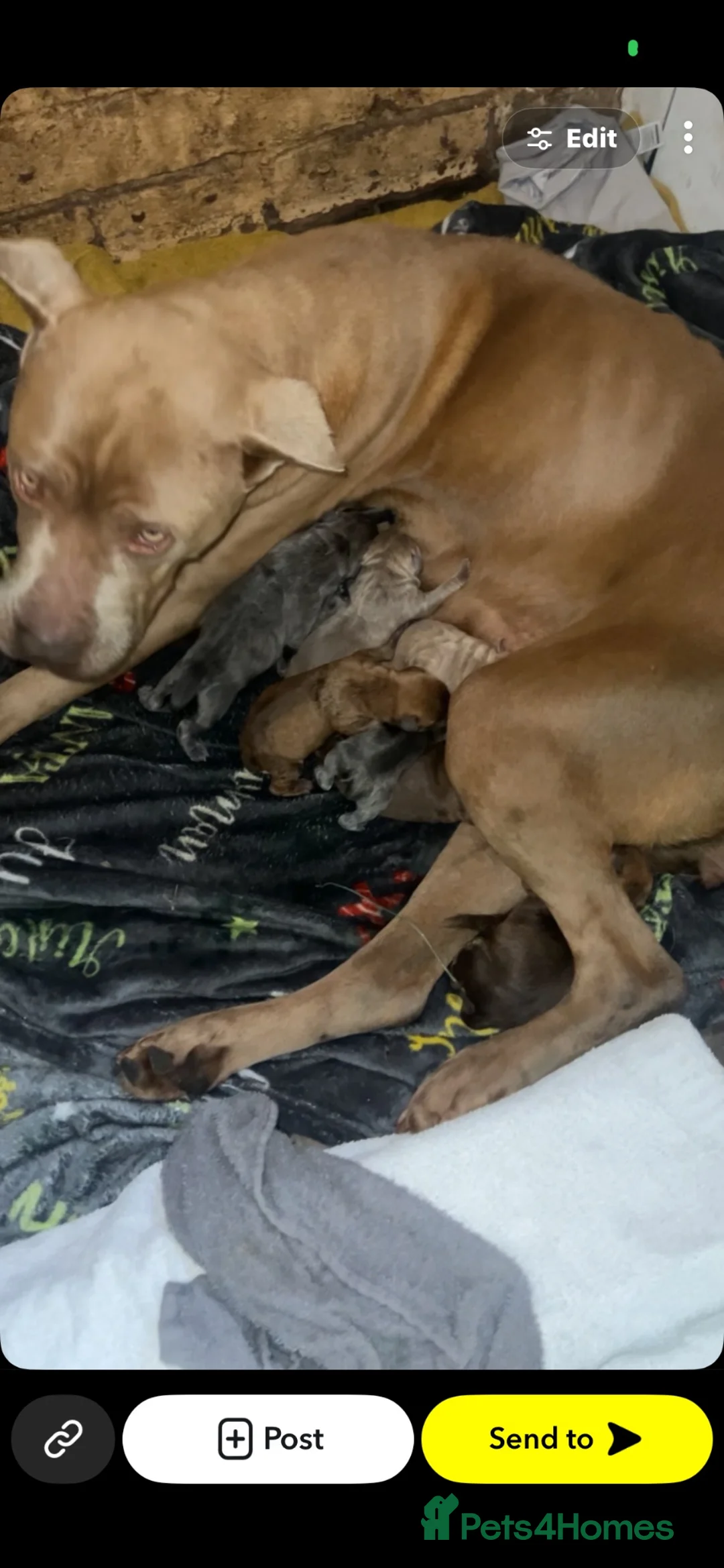 Mixed Breed dogs for sale: 7 presa canario cross  - Advert 1