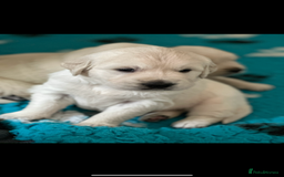 Golden Retriever dogs for sale: Cream Golden Retriever Puppy Health Tested Parents in Blackpool - Image 17