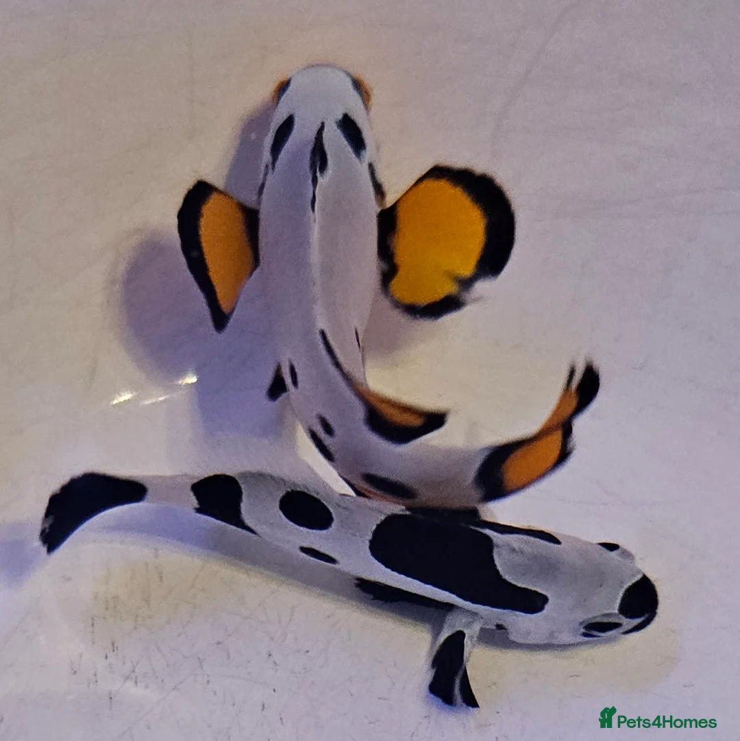 Other/Mixed Breed fish for sale: Designer Clownfish Pair (Frostbite & Black Storm) - Advert 4