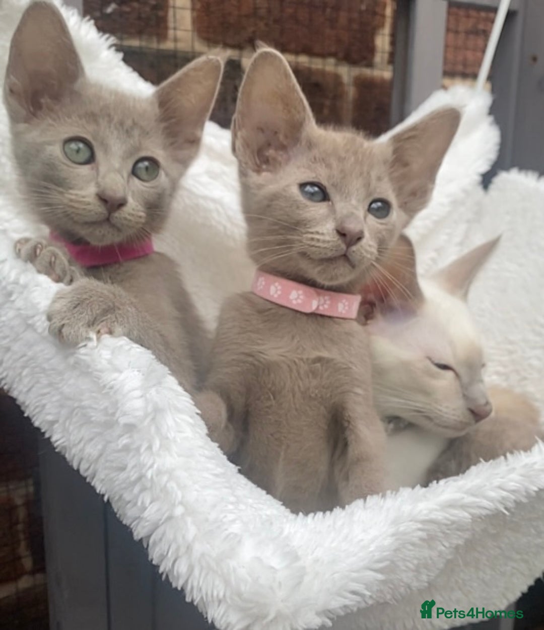 Mixed Breed cats for sale: Oriental X Siamese  - Image 17