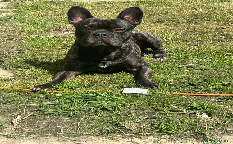 Mixed Breed dogs - Advert 2
