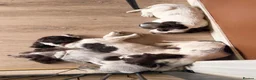 Sprocker dogs for sale: Beautiful Sprocker pups ready now. - Advert 5