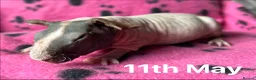 Guinea Pig rodents for sale: Skinny Pig Sows.  - Advert 3