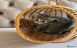 British Longhair cats for sale: British Long Hair Kittens - Image 9