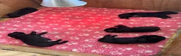 Flat coated Retriever dogs for sale: Flat coated retriever puppies in Gainsborough - Advert 3