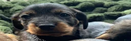 Miniature Dachshund dogs for sale: Miniature Wire haired Dachshund  - Advert 32
