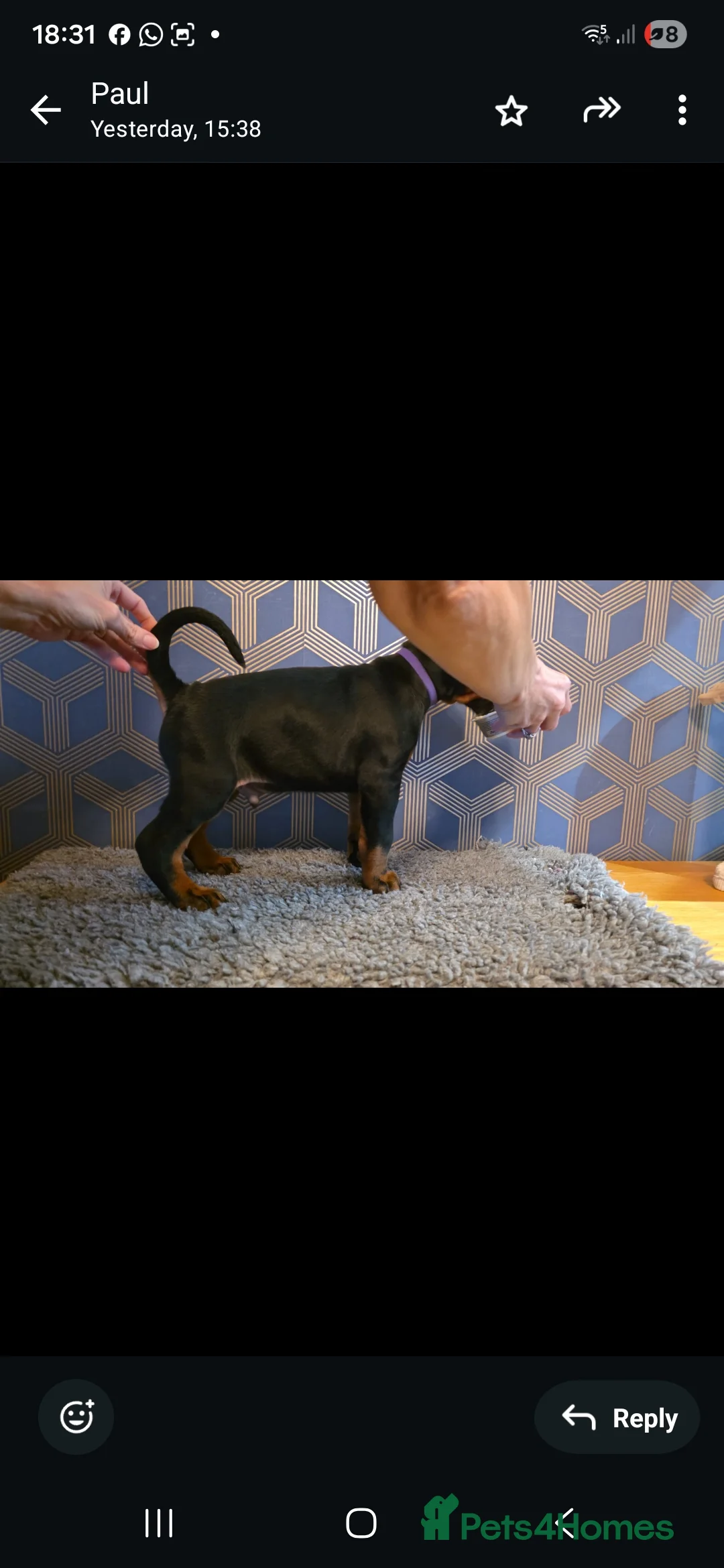 Dobermann dogs for sale: Trojanteam dobermanns puppies - Advert 5