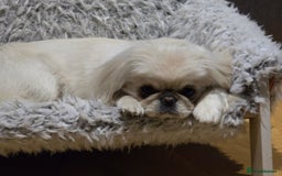 Pekingese dogs for sale: Beautiful White Female Pekingese – 2 Years Old - Advert 3
