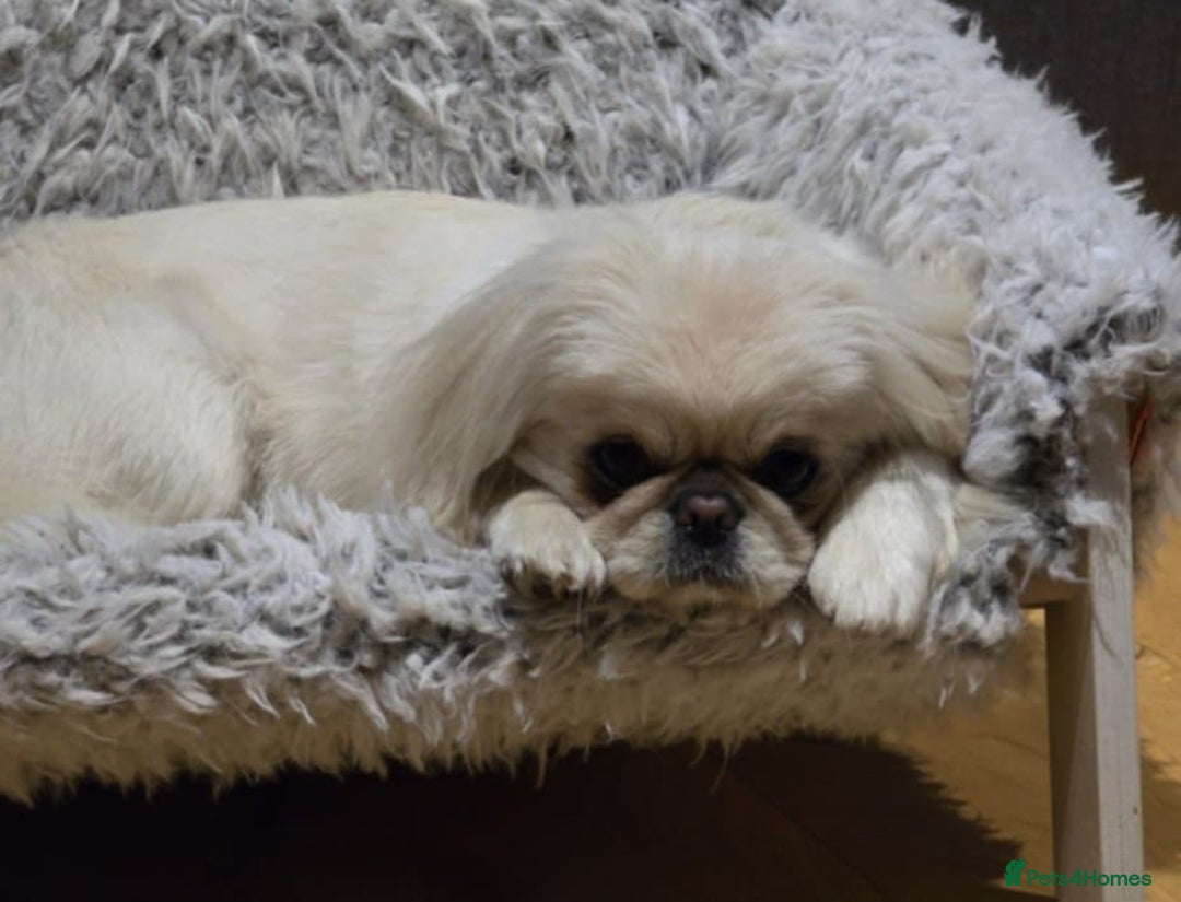 Pekingese dogs for sale: Beautiful White Female Pekingese – 2 Years Old - Advert 3