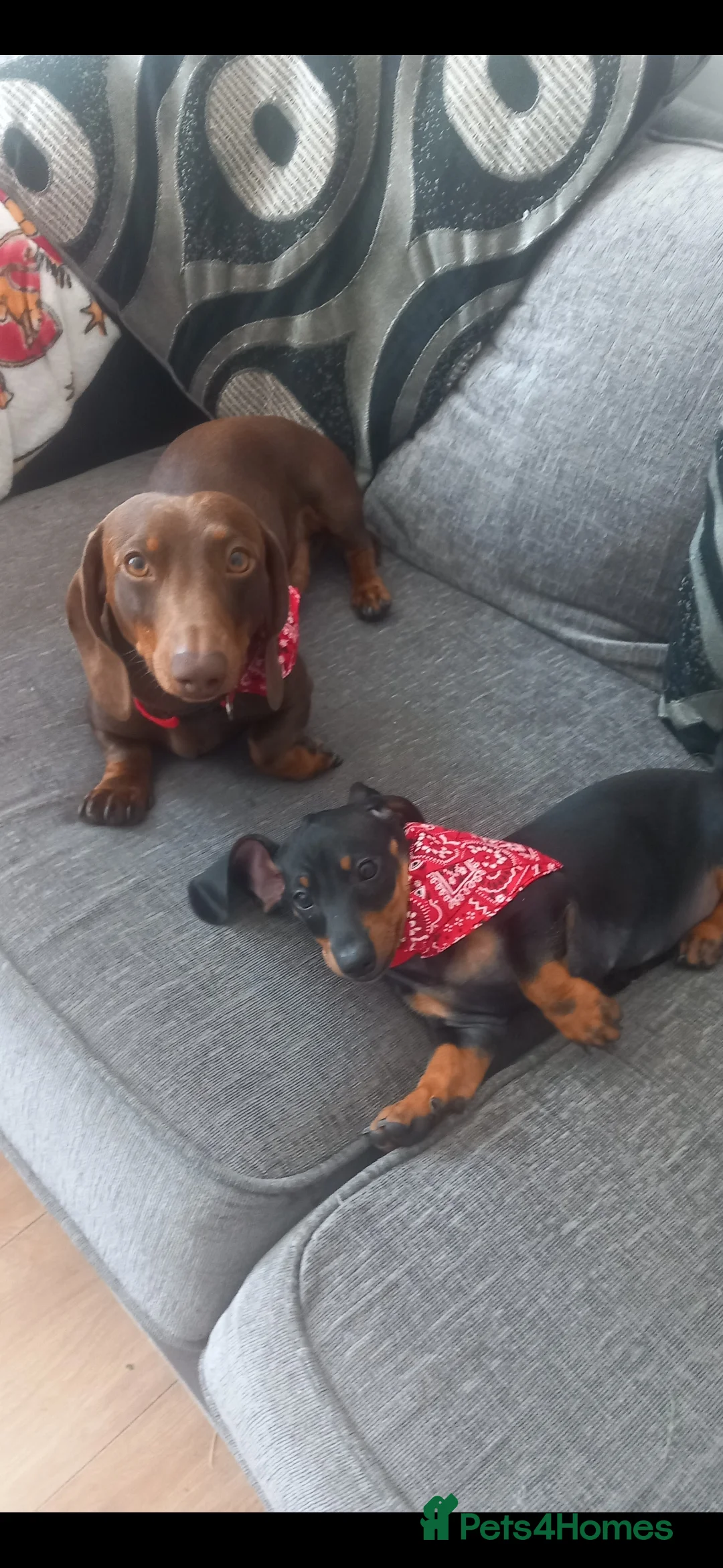 Dachshund dogs for stud: Hugo Lewis in Liverpool - Advert 3