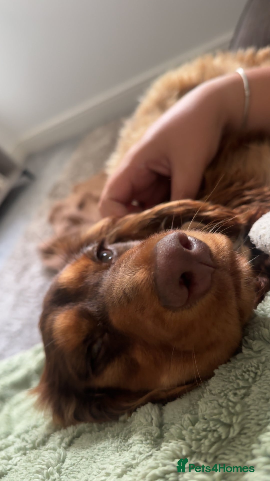 Cocker Spaniel dogs for sale: Cocker Spaniel for Sale - Image 1